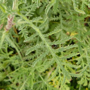 Dyer's Chamomile 'Alba'| Dye Plant | Buy Online