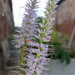 Veronicastrum virginicum 'Lavendelturm' - flower detail | Buy Herb Plant