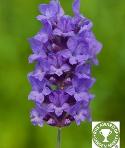 Lavandula angustifolia 'Beechwood Blue' (Lavender 'Beechwood Blue') Herb Plant