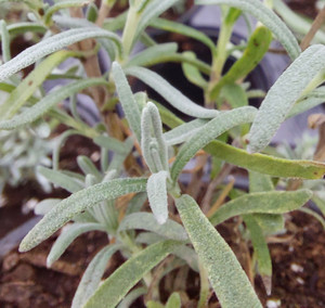 Lavandula angustifolia 'Maillette' (Lavender 'Maillette') Herb Plant