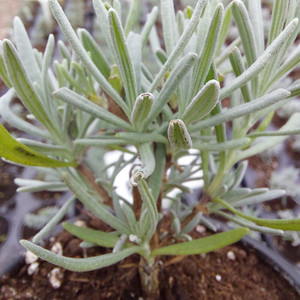 Buy Lavandula x intermedia 'Old English' Lavender, 'Old English' | Herb Plant for Sale in 9cm Pot