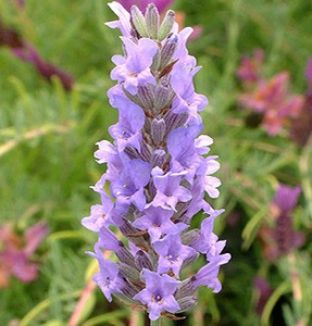 Lavandula x intermedia 'Old English' (Lavender 'Old English') Herb Plant