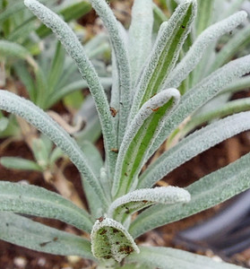Lavandula x chaytoriae 'Bridehead Blue'( Lavender 'Bridehead Blue') Herb Plant