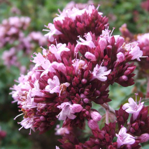 Buy Origanum laevigatum 'Herrenhausen' Oregano 'Herrenhausen' | Buy Herb Plant Online in 1 Litre Pot