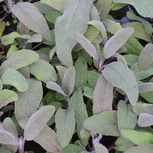 Buy Salvia officinalis 'Purpurascens' Sage Purple| Herb Plant for Sale in 9cm Pot