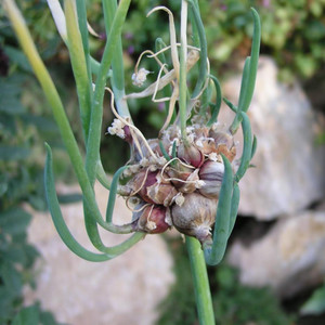 Buy Allium cepa Proliferum Group, Tree Onion | Herb Plant for Sale in 9cm Pot
