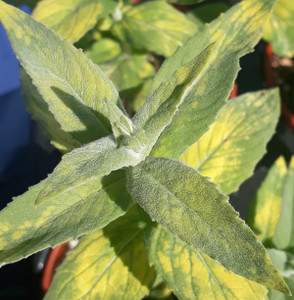 Mentha longifolia variegata, (Variegated Silver Mint)Herb Plant | Buy online