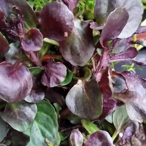 Buy Mentha x piperita f. citrata 'Lime' (Lime Mint) Herb Plant