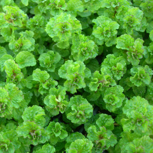 Buy Mentha spicata var. crispa, Curly spearmint | Buy Herb Plant Online in 9cm Pot