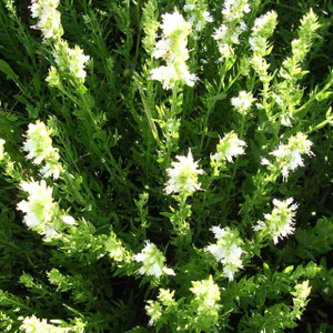 Buy Hyssopus officinalis f. albus Hyssop White | Buy Herb Plant Online in 1 Litre Pot