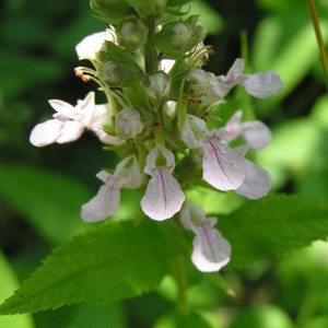 Buy Teucrium x lucidrys (Hedge Germander) Herb Plant  | Herb Plant for Sale in 1 Litre Pot
