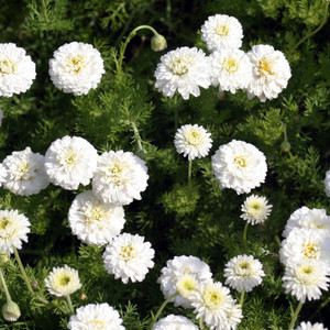 Buy Chamaemelum nobile 'Flore Pleno' Double Chamomile | Buy Herb Plant Online in 9cm Pot