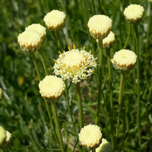 Buy Santolina pinnata subsp. neopolitana Cotton Lavender 'Edward Bowles' | Herb Plant for Sale in 1 Litre Pot