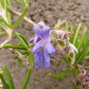 Rosmarinus officinalis 'Blue Lagoon' | Rosemary Blue Lagoon | Rosemary Herb Buy Online