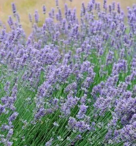 Lavendula x intermedia 'Seal' ('Seal' Lavender) Herb Plant