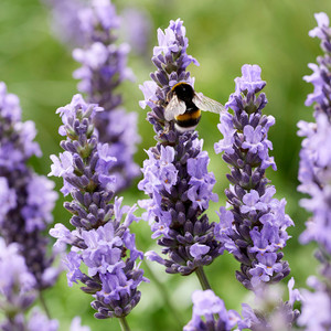 Lavender Sensational!®