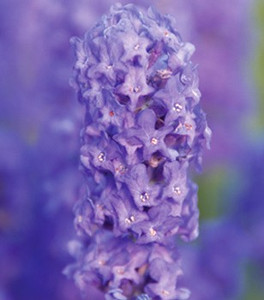 Lavandula angustifolia 'Lullaby Blue' (Lavender 'Lullaby Blue') Herb Plant