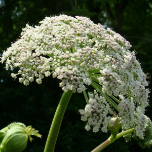 Buy Angelica 'Archangelic' Angelica Archangel | Potted Herb Plant | Hooksgreen Herbs Buy Angelica 'Archangelic' Angelica Archangel | Potted Herb Plant | Hooksgreen Herbs