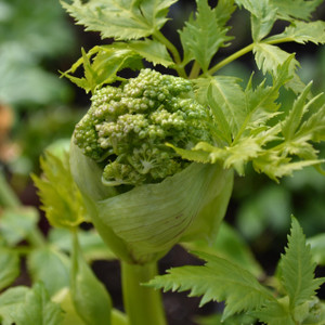Buy Angelica, Senensis (Bai Zhi) 'Chinese Angelica' | Herb Plant for Sale in 1 Litre Pot Buy Angelica, Senensis (Bai Zhi) 'Chinese Angelica' | Herb Plant for Sale in 1 Litre Pot