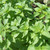 Buy Ocimum x citriodorum Basil, Lime | Herb Seeds for Sale Buy Ocimum x citriodorum Basil, Lime | Herb Seeds for Sale