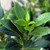 Buy Bay Tree (Laurus nobilis) | Buy Herb Plants Online