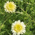 Buy Chamaemelum nobile 'Flore Pleno' Double Chamomile | Herb Plant for Sale in 9cm Pot Buy Chamaemelum nobile 'Flore Pleno' Double Chamomile | Herb Plant for Sale in 9cm Pot