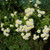 Buy Chamaemelum nobile 'Flore Pleno' Double Chamomile | Herb Plant for Sale in 9cm Pot Buy Chamaemelum nobile 'Flore Pleno' Double Chamomile | Herb Plant for Sale in 9cm Pot