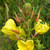 Buy Oenothera biennis 'Evening Primrose' | Herb Plant for Sale in 1 Litre Pot Buy Oenothera biennis 'Evening Primrose' | Herb Plant for Sale in 1 Litre Pot