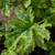 Buy Pelargonium fragrans 'Fragrans Variegatum' Geranium Fragrans Variegatum | Herb Plant for Sale in 1 Litre Pot Buy Pelargonium fragrans 'Fragrans Variegatum' Geranium Fragrans Variegatum | Herb Plant for Sale in 1 Litre Pot
