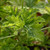 Geranium Fragrans Variegatum - New leaf growth| Buy Herb Plant Online in 1 Litre Pot Geranium Fragrans Variegatum - New leaf growth| Buy Herb Plant Online in 1 Litre Pot