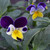 Buy Viola tricolor Heartsease | Buy Herb Plant Online in 9cm Pot