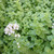 Buy Origanum majorana syn. Marjorana horte Marjoram Sweet | Herb Plant for Sale in 9cm Pot