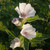 Buy Althaea officinalis 'Mallow' | Potted Herb Plant | Hooksgreen Herbs
