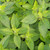 Buy Mentha x piperita f. citrata 'Grapefruit', Grapefruit Mint | Herb Plant for Sale in 9cm Pot