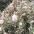 Myrtus communis 'Varigata' (Variegated Myrtle )Herb Plant | Buy herb plant online in 1 Litre Pot