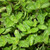 Buy Origanum vulgare (Oregano) | Herb Plants for Sale in 9cm Pot Buy Origanum vulgare (Oregano) | Herb Plants for Sale in 9cm Pot