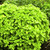 Buy Origanum vulgare 'Aureum' Oregano Golden RHS AGM | Herb Plant for Sale in 9cm Pot Buy Origanum vulgare 'Aureum' Oregano Golden RHS AGM | Herb Plant for Sale in 9cm Pot