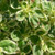 Buy Origanum Vulgare 'Polyphant' Oregano Polyphant | Herb Plant for Sale in 9cm Pot