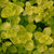 Buy Origanum vulgare 'Aureum Crispum' Oregano Golden Curly | Herb Plant for Sale in 9cm Pot Buy Origanum vulgare 'Aureum Crispum' Oregano Golden Curly | Herb Plant for Sale in 9cm Pot