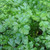 Buy Petroselinum crispum | Flat Leaf Parsley | Herb Plants for Sale Buy Petroselinum crispum | Flat Leaf Parsley | Herb Plants for Sale