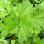 Buy Petroselinum crispum var. neapolitanum plain-leaved, Italian Giant Parsley | Herb Plant for Sale in 9cm Pot Buy Petroselinum crispum var. neapolitanum plain-leaved, Italian Giant Parsley | Herb Plant for Sale in 9cm Pot