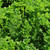 Buy  Triple Curled Parsley (Petroselinum crispum) | Buy Potted Herb Plants Online Buy  Triple Curled Parsley (Petroselinum crispum) | Buy Potted Herb Plants Online