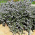 Buy Rosmarinus officinalis 'Prostratus Group' Rosemary Prostrate | Herb Plant for Sale in 1 Litre Pot