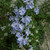Rosmarinus officinalis 'Sudbury Blue' Rosemary | Buy Herb Plants