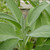 Salvia officinalis (Sage) Herb Plant