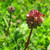 Buy Sanguisorba minor 'Salad Burnet' | Herb Plant for Sale in 9cm Pot Buy Sanguisorba minor 'Salad Burnet' | Herb Plant for Sale in 9cm Pot
