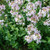 Buy Saponaria officinalis 'Soapwort' | Herb Plant for Sale in 1 Litre Pot Buy Saponaria officinalis 'Soapwort' | Herb Plant for Sale in 1 Litre Pot