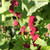Buy Chenopodium capitatum 'Strawberry Spinach' | Buy Herb Plant Online in 9cm Pot
