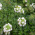 Thymus serpyllum var. 'albus' Thyme Creeping White | Buy Herb Plants