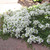 Buy Thymus serpyllum var. 'albus' Thyme Creeping White | Herb Plant for Sale in 9cm Pot